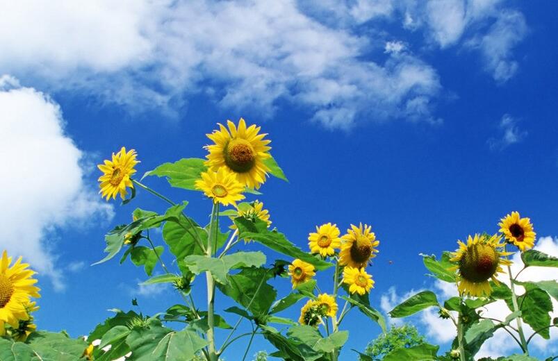 向日葵盤能治痛風(fēng)嗎，能治/但是要提取其中的三零脲堿