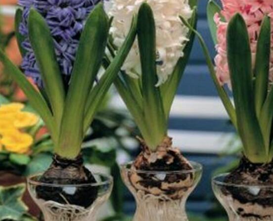 風(fēng)信子水培方法，風(fēng)信子簡(jiǎn)單易學(xué)的四大水培步驟