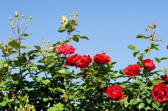 月季花冬季怎么施肥，三個(gè)簡單方法便可安然過冬