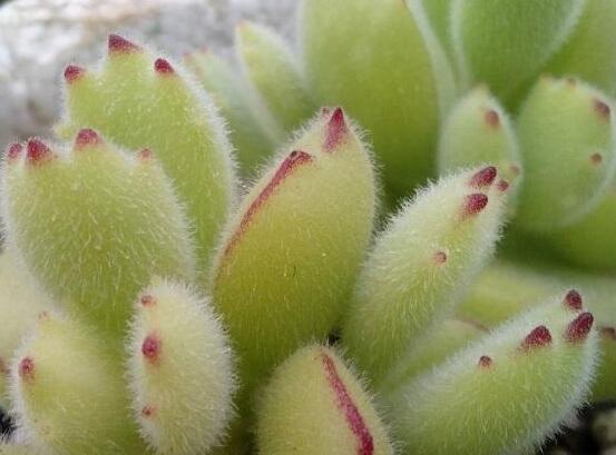 熊童子用什么土，腐葉土、園土、沙土最為合適