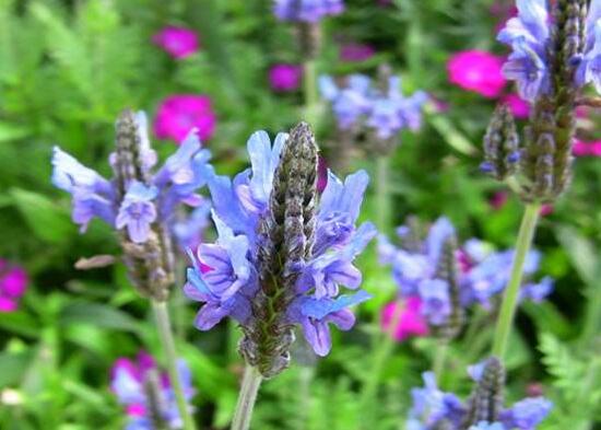 薰衣草有毒嗎，薰衣草可以放在臥室嗎/無毒放心養(yǎng)殖