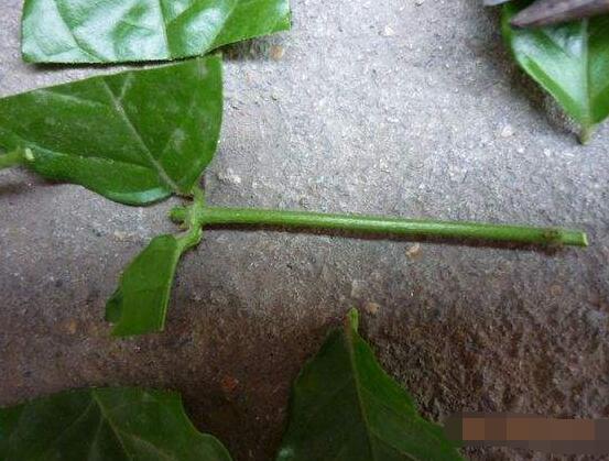 茉莉花怎么繁殖，茉莉花繁殖方法