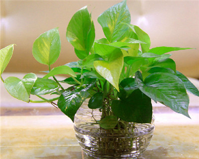 水培綠蘿的養(yǎng)殖方法和注意事項