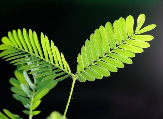 含羞草葉子為什么發(fā)黃，含羞草葉子發(fā)黃怎么辦