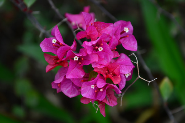 三角梅怎么繁殖，夏季扦插成活率最高