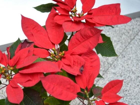 一品紅葉子發(fā)黃脫落怎么辦，輕松掌握六招就可解決