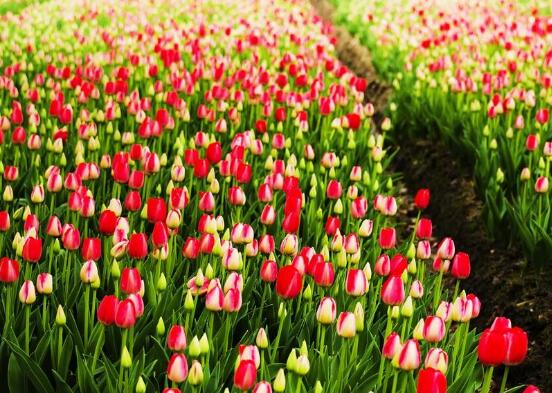 郁金香什么時候開花，賞花期3月-5月