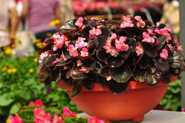 四季海棠怎么修剪，春秋季節(jié)修剪對(duì)植株影響最小