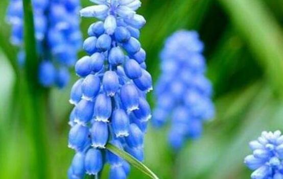 風(fēng)信子怎么繁殖，風(fēng)信子繁殖方法