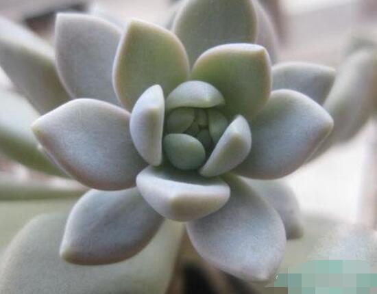 寶石花怎么繁殖，老農(nóng)總結(jié)四種繁殖方法(播種繁殖簡單易學(xué))