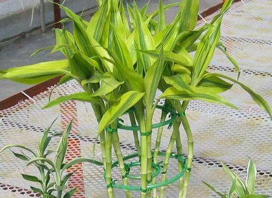 如何修剪富貴竹，教你最全面三種修剪方法(枝葉/葉芽/根系)