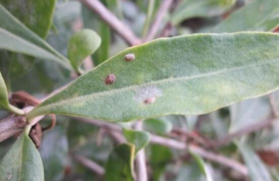 幸福樹有哪些病蟲害，幸福樹的病害及其防治