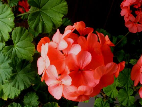 天竺葵的功效與作用，盤點(diǎn)天竺葵七大功效與作用