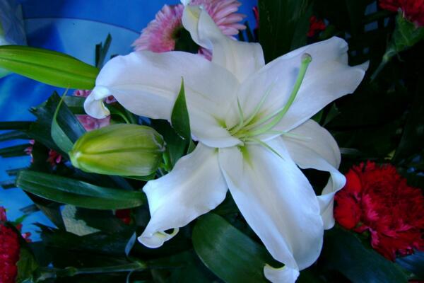 香水百合花期，每年4-7月都可以開花（花期為2個(gè)月）