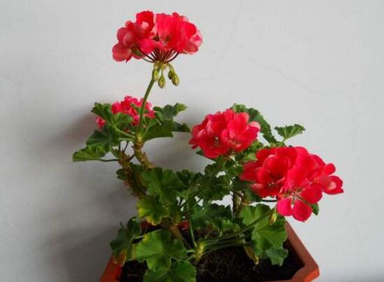 天竺葵夏天怎么澆水，天竺葵的澆水方法