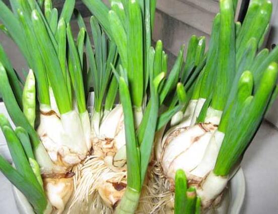 仙花的栽培技術(shù)，擇八厘米以上鱗莖/疏松透氣土壤與紫砂盆