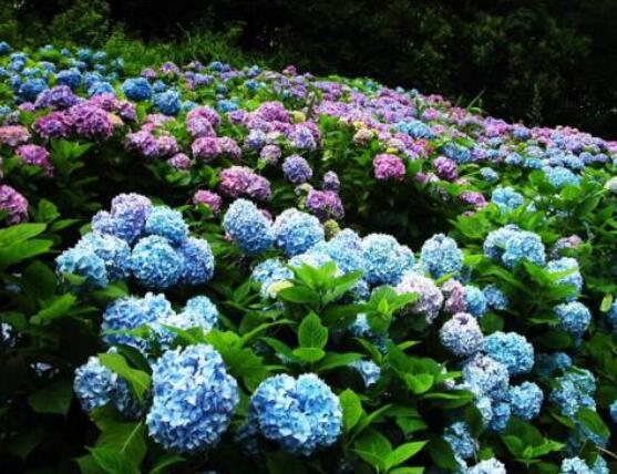 繡球花為什么不開花，教你六種好方法花開爆盆
