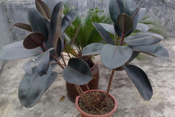 橡皮樹的養(yǎng)殖方法，保證植株生長的5大要點(diǎn)