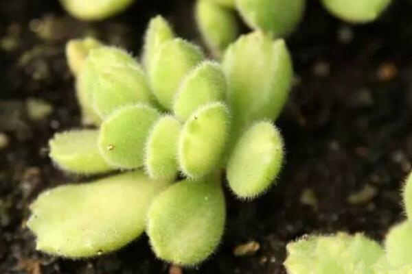 熊童子怎么繁殖成活率高，掌握繁殖技巧才是關(guān)鍵