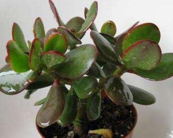 玉樹常見的病蟲害防治，教你四種辦法簡單學(xué)會