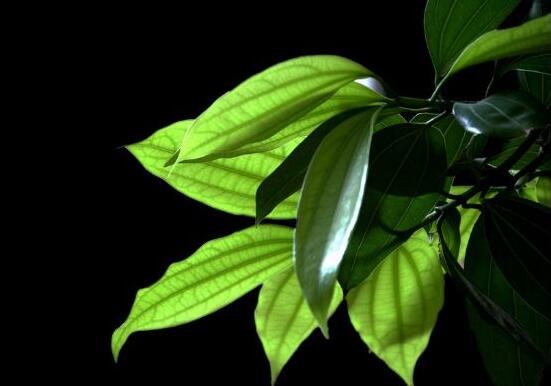 平安樹圖片大全，凈化空氣，矯正異味