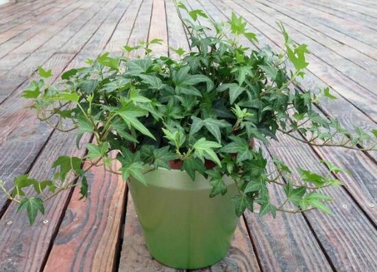 常春藤怎么養(yǎng)長得快，常春藤的養(yǎng)殖方法