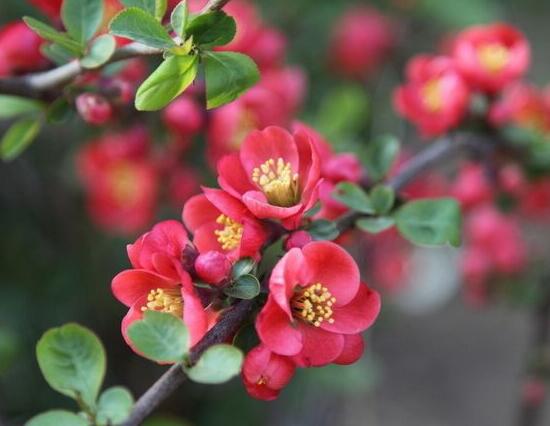 海棠花怎么修剪，海棠花的修剪圖解