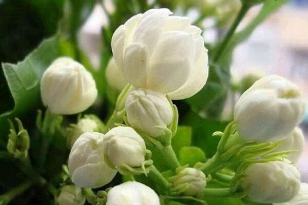 茉莉哪個(gè)品種好養(yǎng)，強(qiáng)烈推薦以下5個(gè)品種