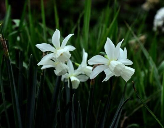 洋水仙的繁殖方法，播種與分球兩種繁殖方法