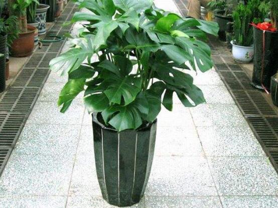 龜背竹怎么養(yǎng)，龜背竹養(yǎng)殖方法