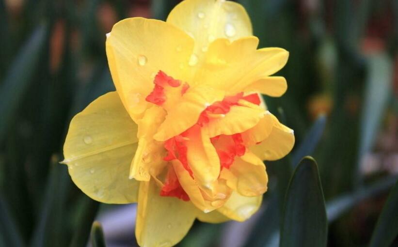 水仙花有哪些種類，分中國(guó)水仙和洋水仙兩大類