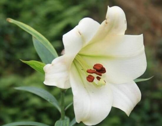 百合花多久澆次水，盆栽百合花怎么澆水/三天澆次水