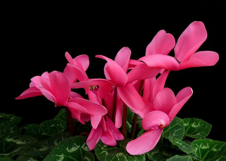 夏季仙客來葉子發(fā)黃，總結(jié)7種葉子發(fā)黃原因