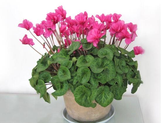 仙客來(lái)盆栽注意什么，盆栽仙客來(lái)養(yǎng)護(hù)方法