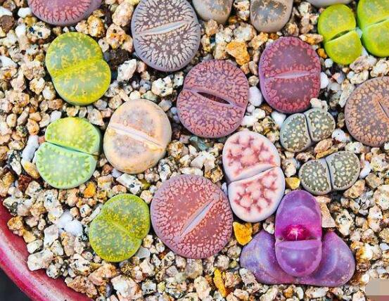 生石花有什么用，老農(nóng)總結(jié)最常見四個作用