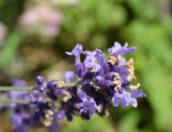 薰衣草的種類圖片大全，欣賞最好看的六大品種