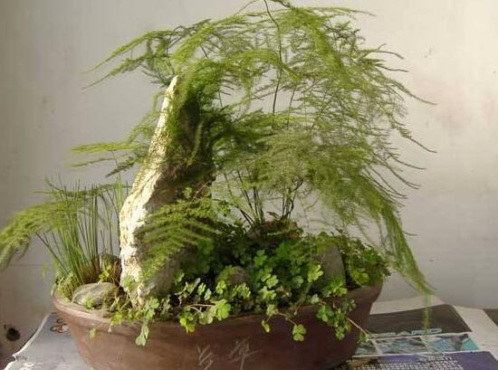 文竹多久澆次水，文竹怎么澆水