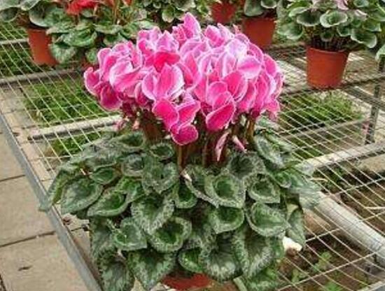 仙客來怎么養(yǎng)，仙客來的養(yǎng)殖方法和注意事項