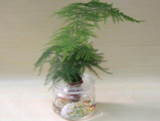 文竹花盆里有小白蟲子怎么辦，噴殺蟲劑清除害蟲