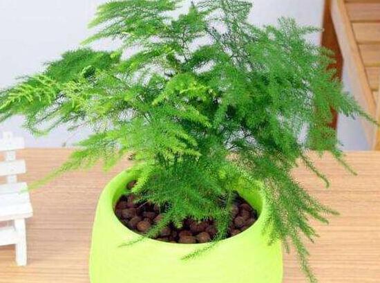 文竹的花語是什么，文竹開花寓意什么兆頭