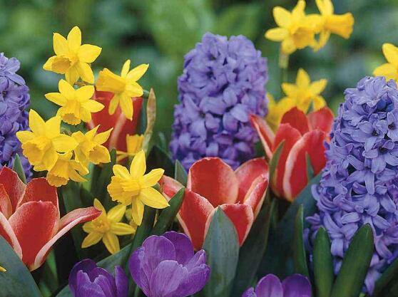 風信子怎么澆水，做到見干見濕的原則