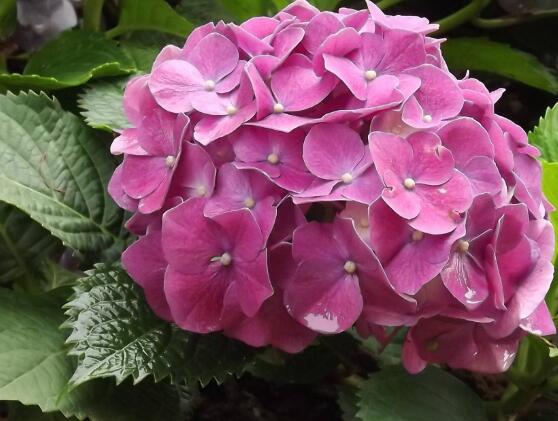 繡球花的花語和寓意，忠貞永恒、浪漫圓滿