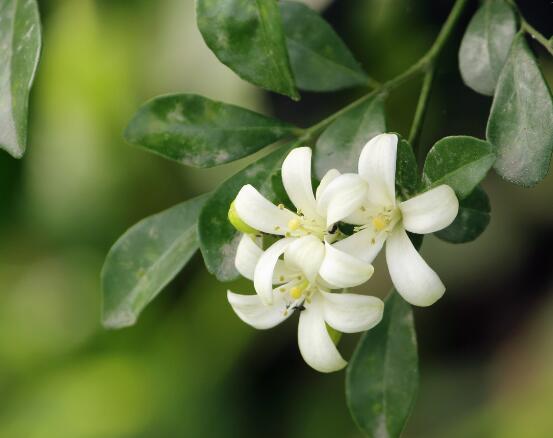 盆栽九里香的養(yǎng)殖方法，老農(nóng)教你七個最實用基本方法