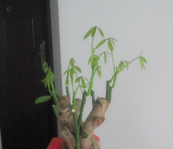 發(fā)財(cái)樹怎么修剪，發(fā)財(cái)樹的修剪方法圖