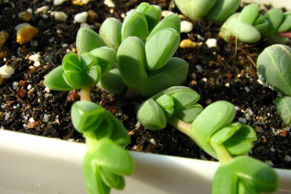 碧玉蓮的養(yǎng)護方法，做好五個方面的管理