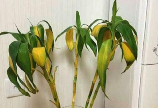 富貴竹葉子發(fā)黃怎么辦，富貴竹葉子發(fā)黃的原因