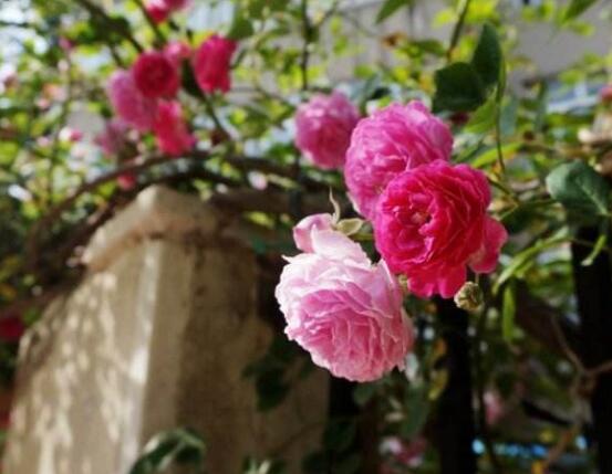 薔薇花冬天掉葉子是怎么回事，冬天掉葉子解決辦法