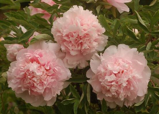 牡丹花品種大全，細(xì)數(shù)牡丹花最珍貴的八大品種