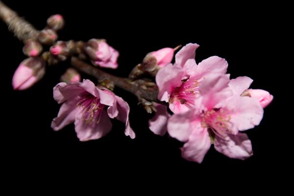 桃花和櫻花怎么區(qū)別，可以從以下4點進行區(qū)分