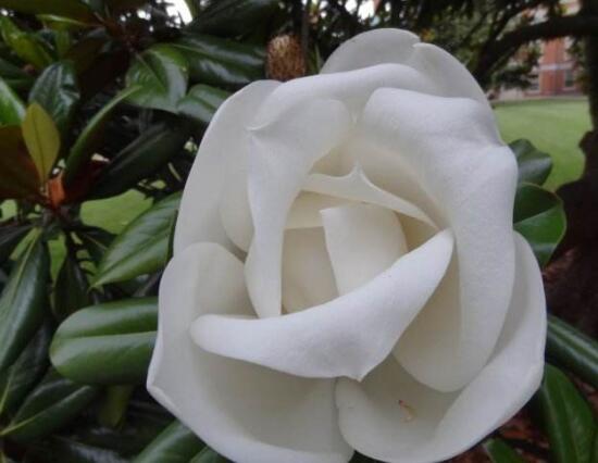 橡皮樹的花語是什么，橡皮樹開花的寓意